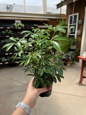 Schefflera Arboricola - Variagated Umbrella Plant (4" House Plant) $7.99