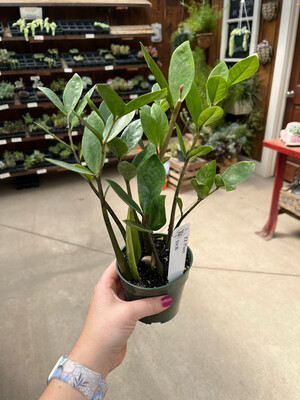 ZZ Plant (4" House Plant) $14.99
