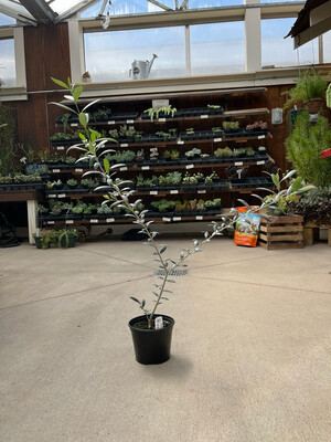 Olive Tree (6" House Plant) $24.99