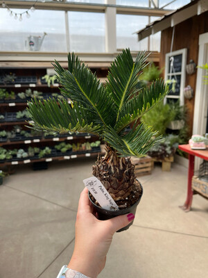 Palm King Sago (4" House Plant) $19.99