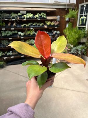 Philodendron Tangerine (4" House Plant) $24.99