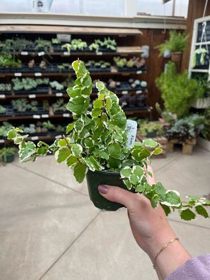 Ficus Repens Variegated (4" House Plant) $14.99