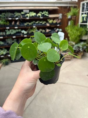 Pilea Peperomioides (4" House Plant) $14.99