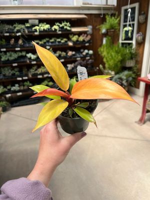 Philodendron Prince of Orange (4" House Plant) $14.99