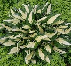 Hosta Loyalist Plantain Lily (quart perennial) $9.99