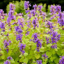 Nepeta Catmint Chartreuse on the Loose (quart perennial) $9.99