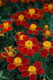Marigold Disco Red (3 pack)