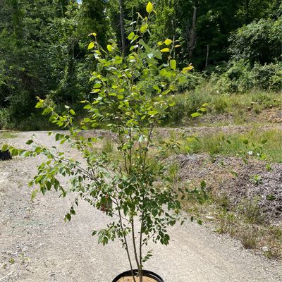 Birch River (15 gallon) $159.99