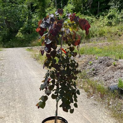 Redbud Weeping Ruby Falls (15 gallon) $199.99
