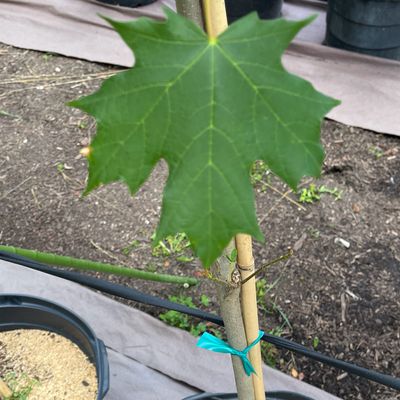 Maple Sugar (15 gallon) $159.99