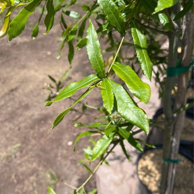 Oak Willow (15 gallon) $159.99