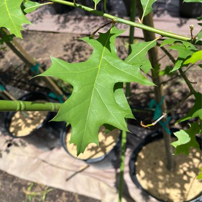 Oak Pin Palustris (15 gallon) $159.99