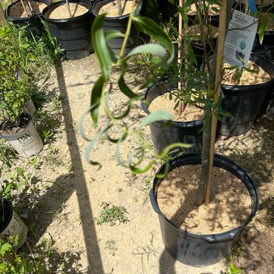 Willow Weeping Green Corkscrew (15 gallon) $159.99