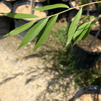 Willow Weeping Green (15 gallon) $159.99
