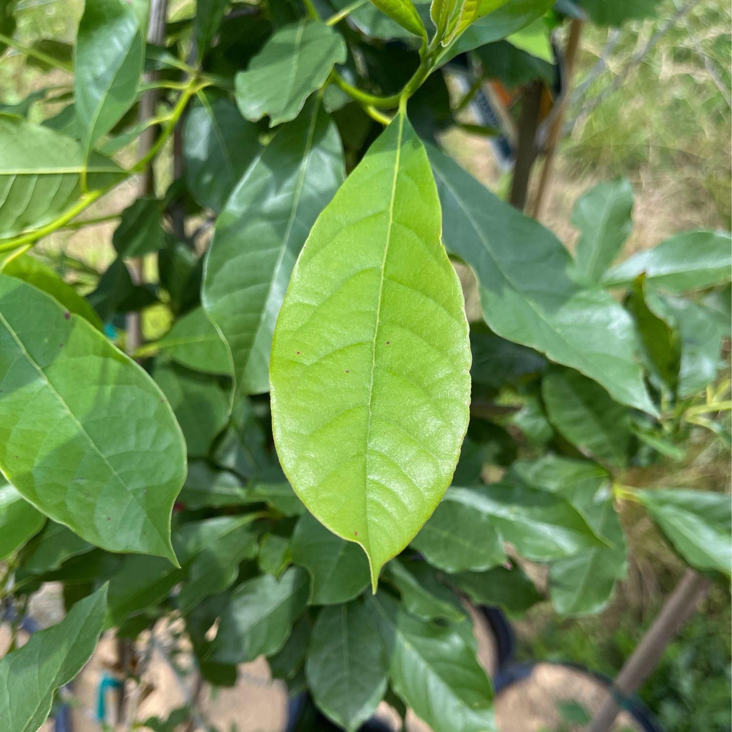 Blackgum Black Tupelo (15 gallon) $159.99