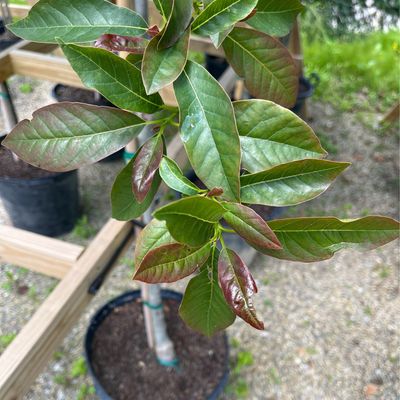 Blackgum Wildfire (15 gallon) $279.99