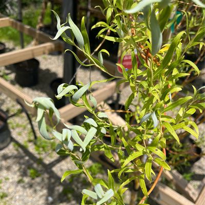 Willow Weeping Golden CURLS (15 gallon) $239.99