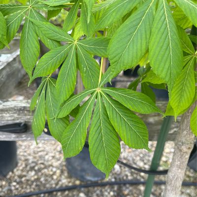 Buckeye Ohio Aesculus Glabra (7 gallon) $199.99