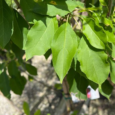Crabapple Spring Snow Malus (7 gallon) $199.99