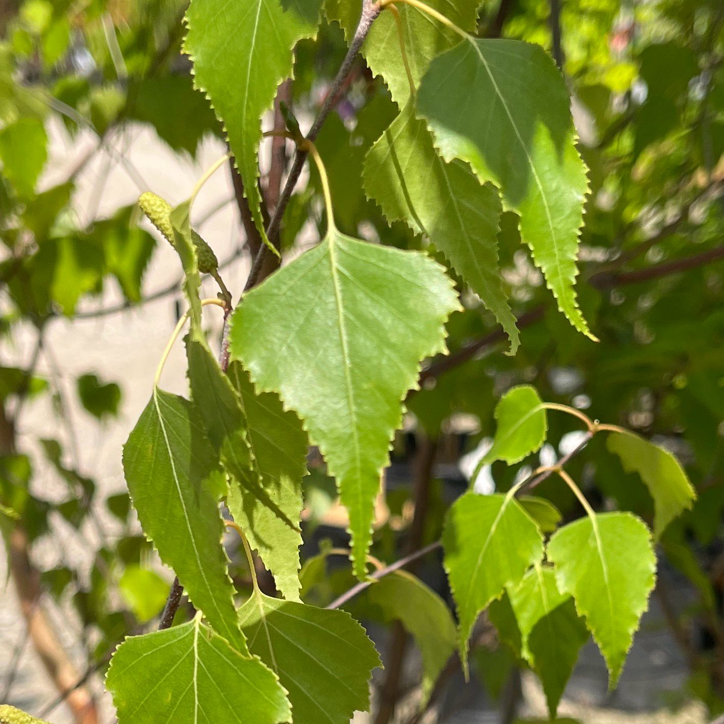Birch Whitespire (25 gallon) $299.99