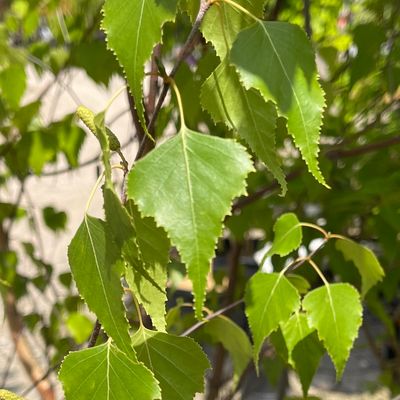 Birch Whitespire (25 gallon) $299.99