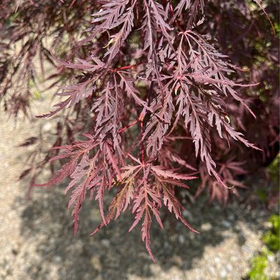 Maple Japanese Laceleaf Tamukeama (7 gallon 42”) $259.99