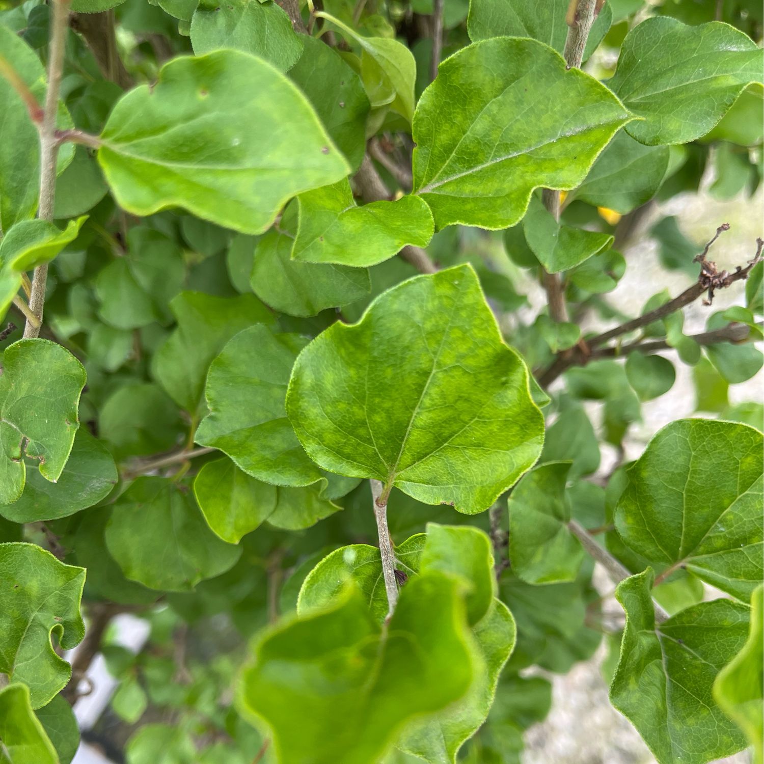 Lilac Tree Korean Palibin Dwarf Syringa (7 gallon) $199.99
