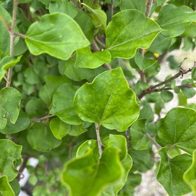 Lilac Tree Korean Palibin Dwarf Syringa (7 gallon) $199.99