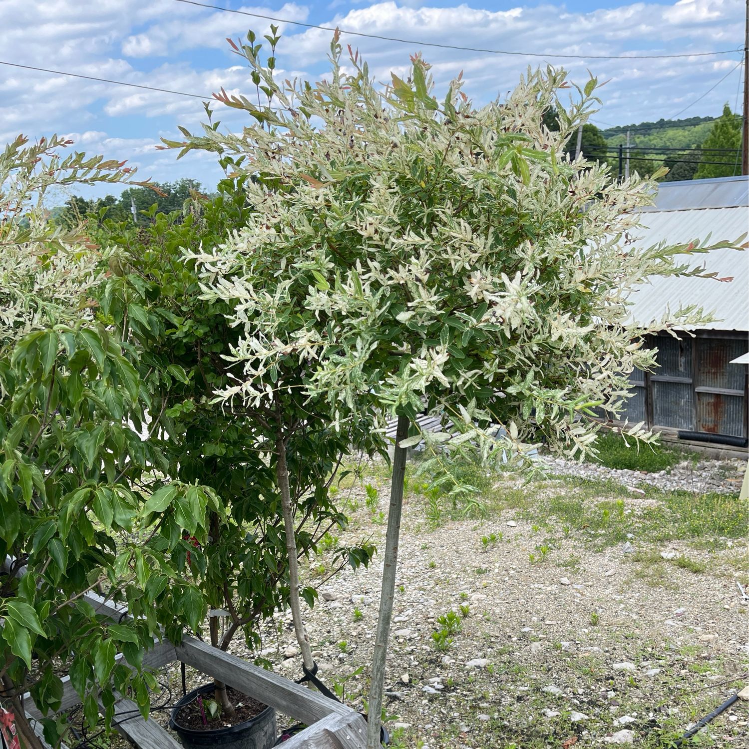 Willow Hakuro Nishiki Tree on standard (7 gallon 5-6&#39;) $199.99
