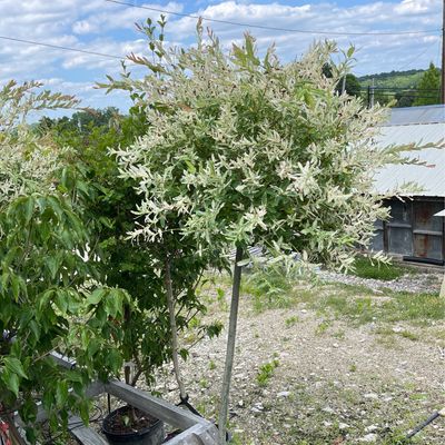 Willow Hakuro Nishiki Tree on standard (7 gallon 5-6&#39;) $199.99