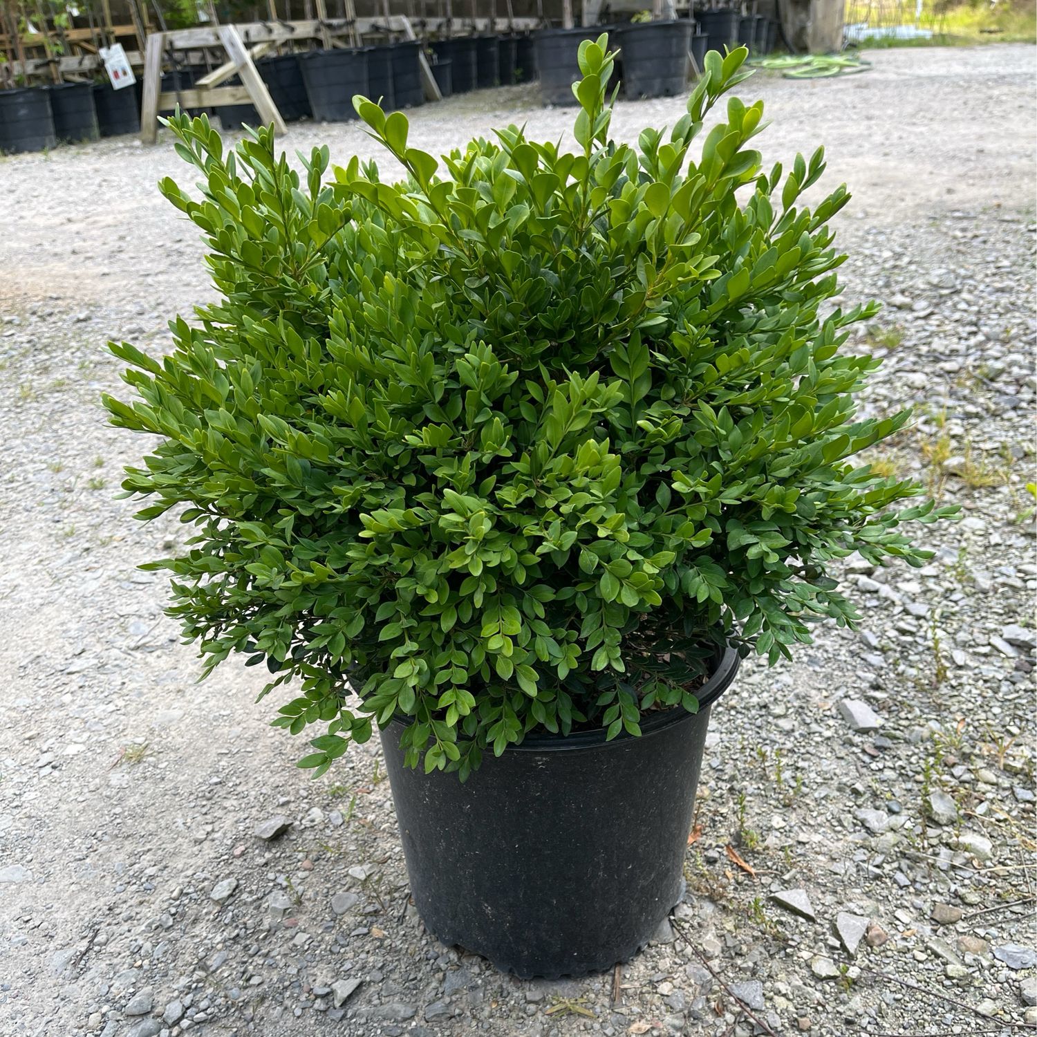 How Tall is a 3 Gallon Boxwood?: Discover the Surprising Answer