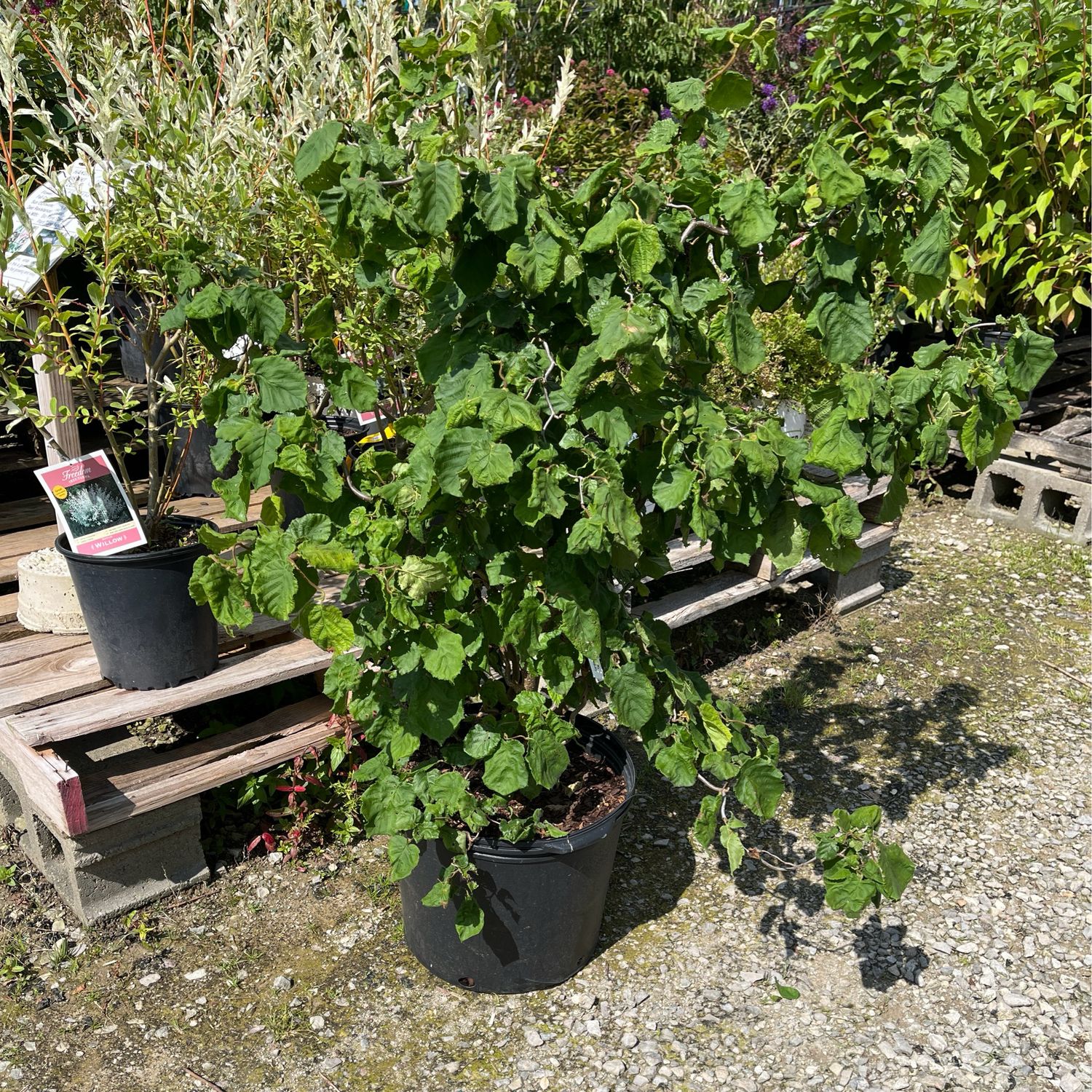 Filbert Contora Corylus Avellana  (7 gallon) $169.99