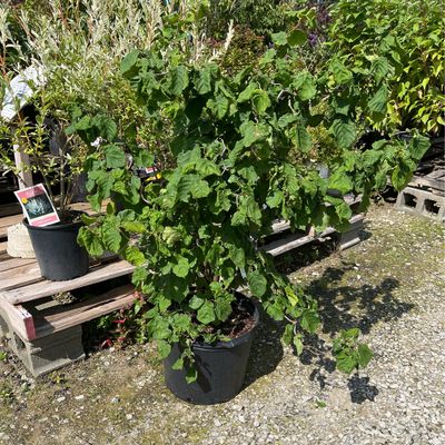 Filbert Contora Corylus Avellana  (7 gallon) $169.99