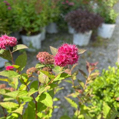 Spirea Double Play Doozie PW (3 gallon) $59.99