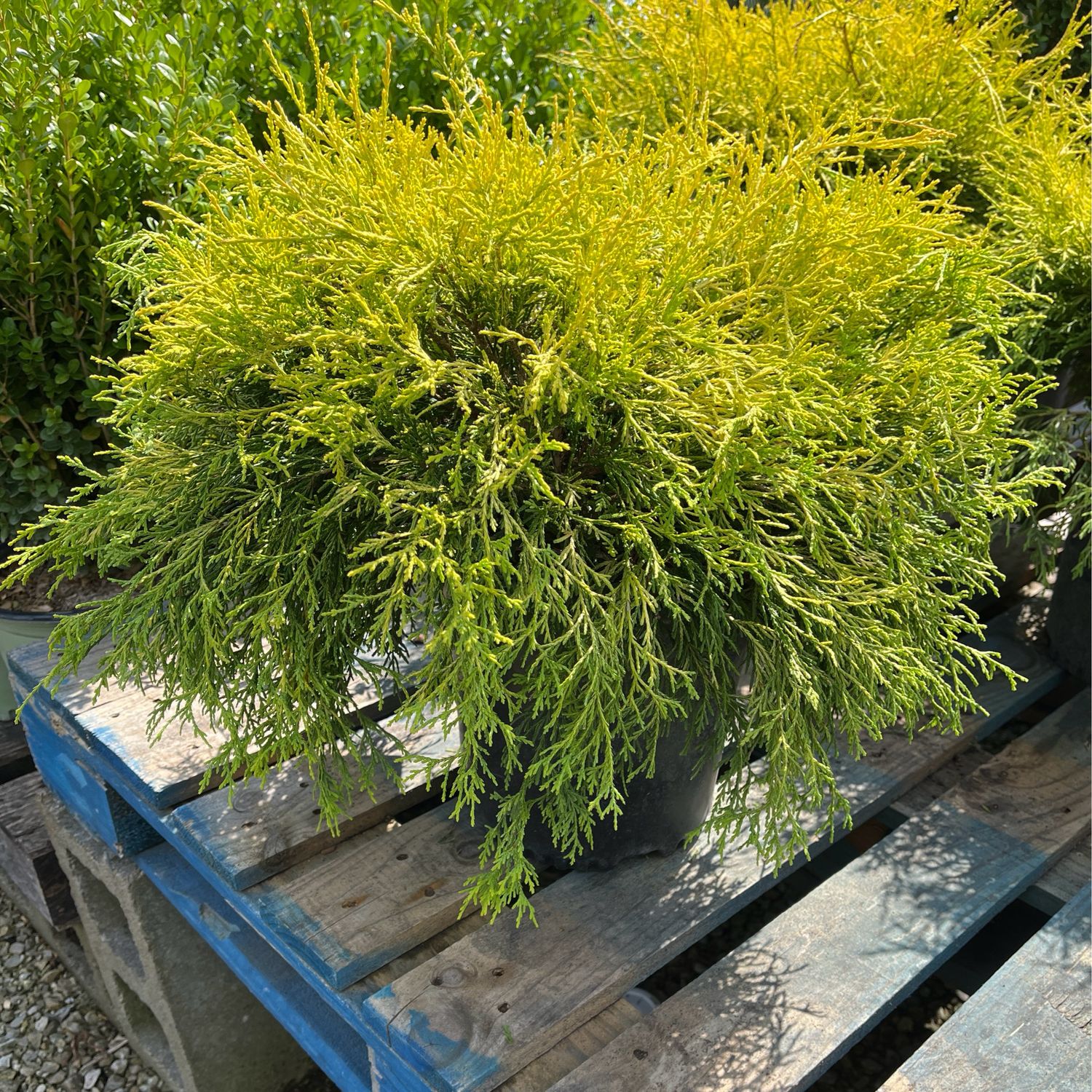 Chamaecyparis Lemonthread Falsecypress (3 gallon) $52.99