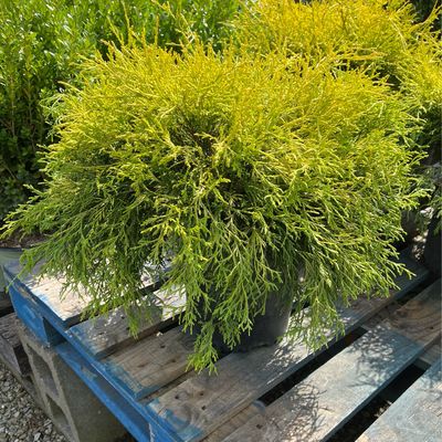 Chamaecyparis Lemonthread Falsecypress (3 gallon) $52.99