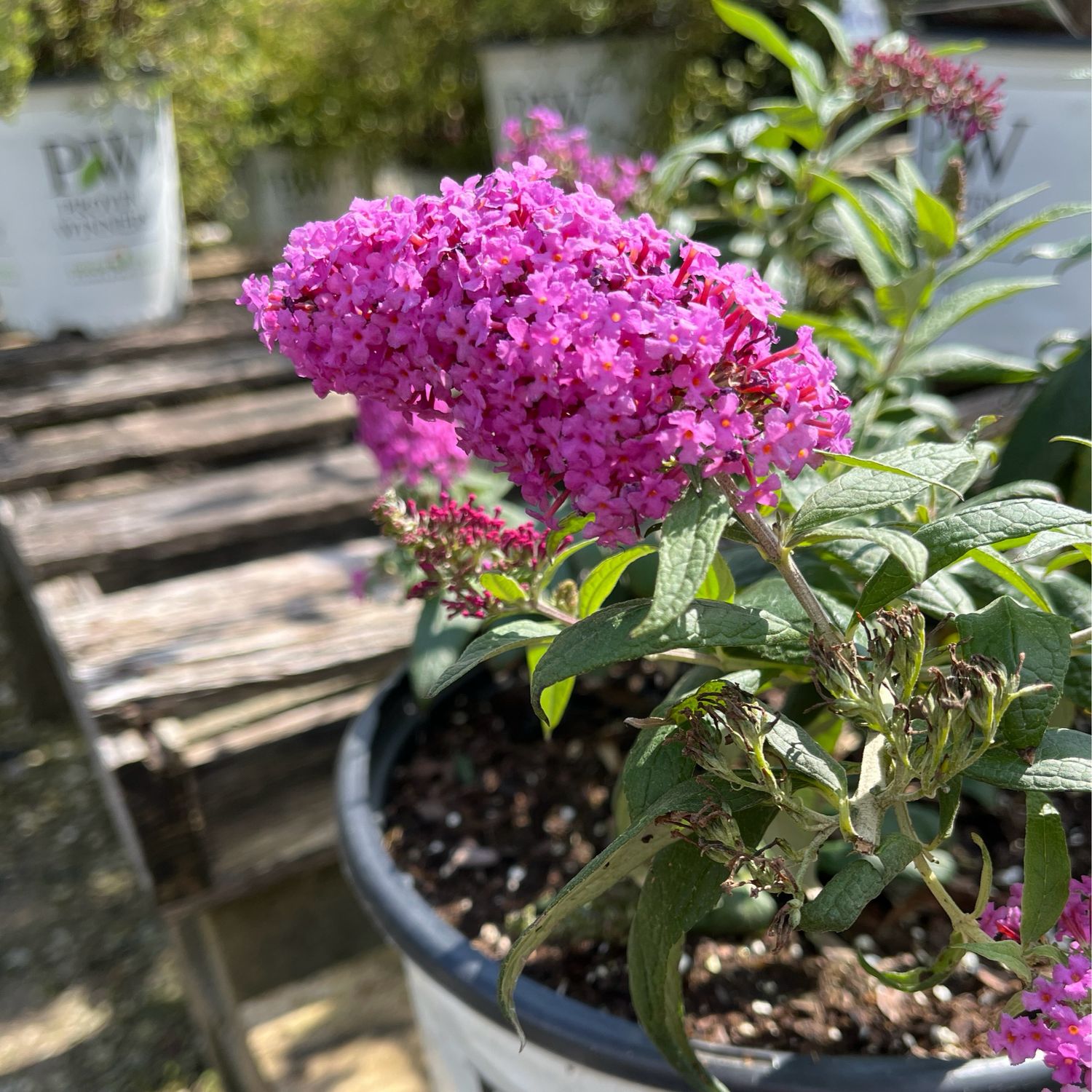 Buddleia Pugster PINKER Butterfly Bush PW (1 gallon) $29.99