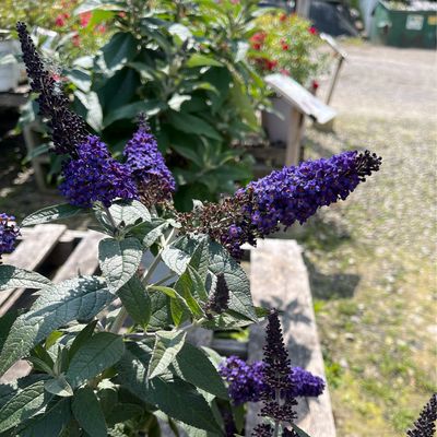 Buddleia Pugster BLUE Butterfly Bush PW (3 gallon) $59.99