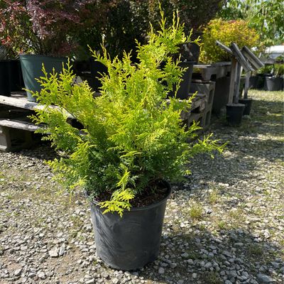 Chamaecyparis Vintage Gold Falsecypress (3 gallon) $52.99