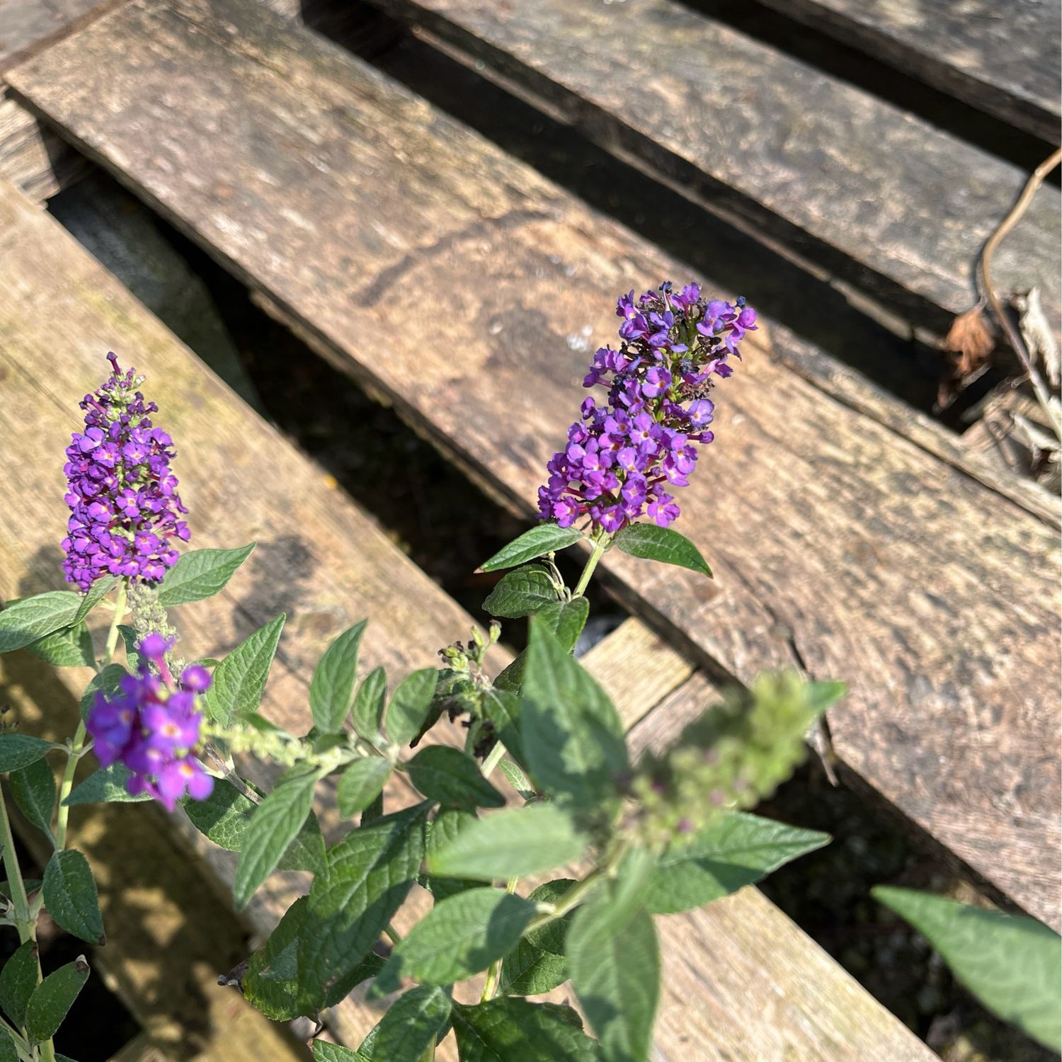 Buddleia Miss VIOLET Butterfly Bush PW (3 gallon) $49.99