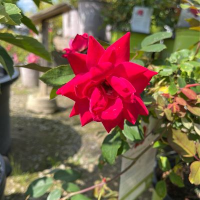 Rose Knockout Double Red (2 gallon) $59.99