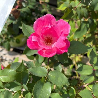 Rose Knockout Double Pink (2 gallon) $49.99