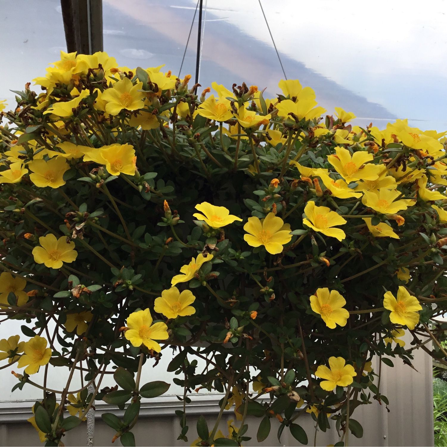Portulaca Mojave Yellow PW (10" Hanging Basket) $39.99