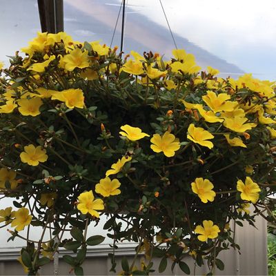 Portulaca Mojave Yellow PW (10" Hanging Basket) $39.99