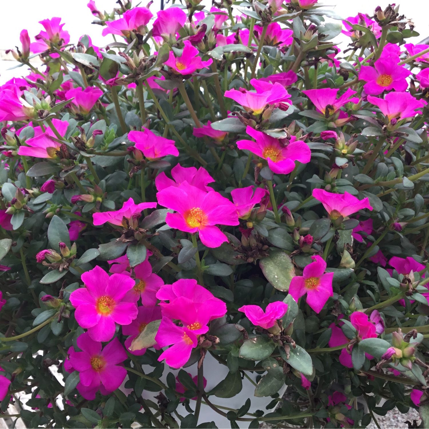 Portulaca Mojave Fuchsia PW (10" Hanging Basket) $39.99