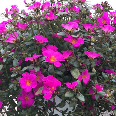 Portulaca Mojave Fuchsia PW (10" Hanging Basket) $39.99