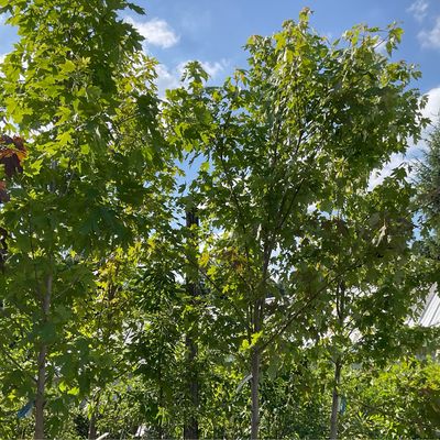 Shade Trees
