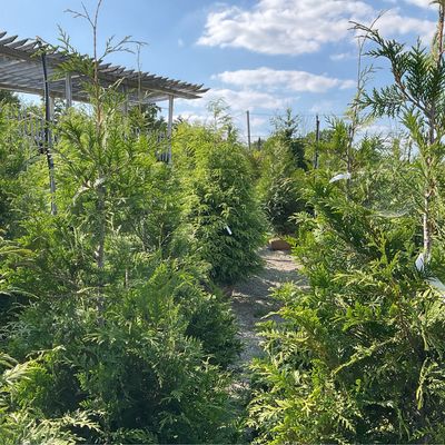 Evergreen Trees