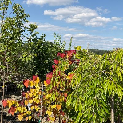 Trees