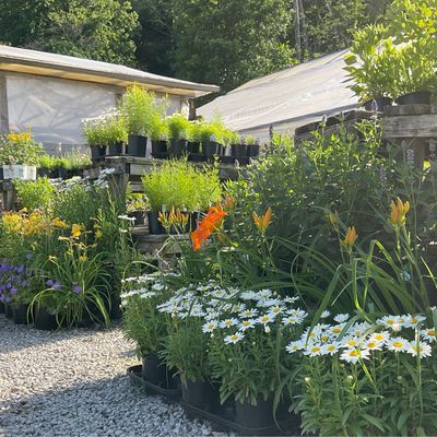 Perennials
